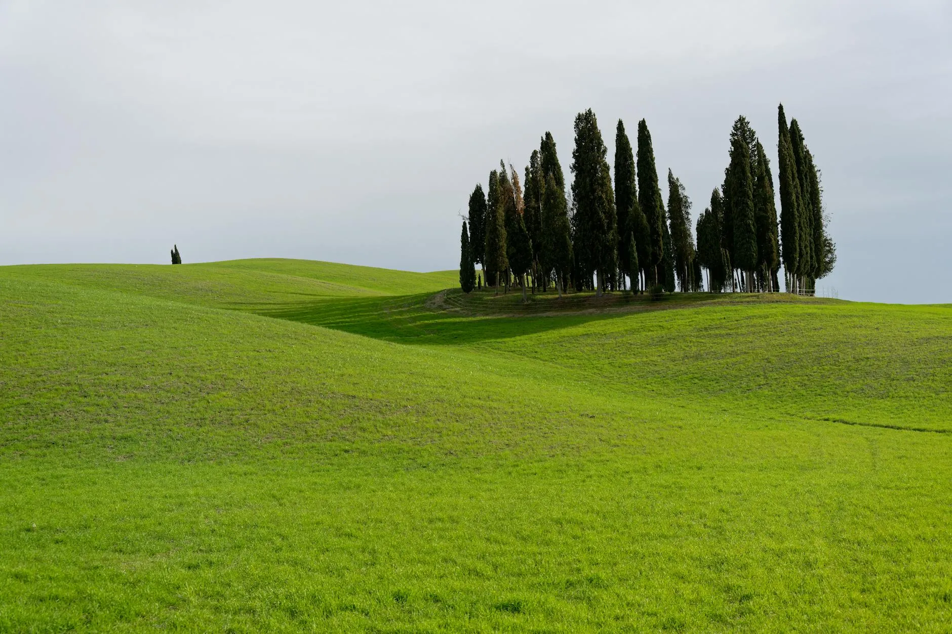 Rolling Tuscan hills with cypress trees under a soft sky
